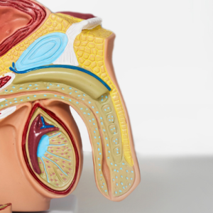 Sex after prostate surgery