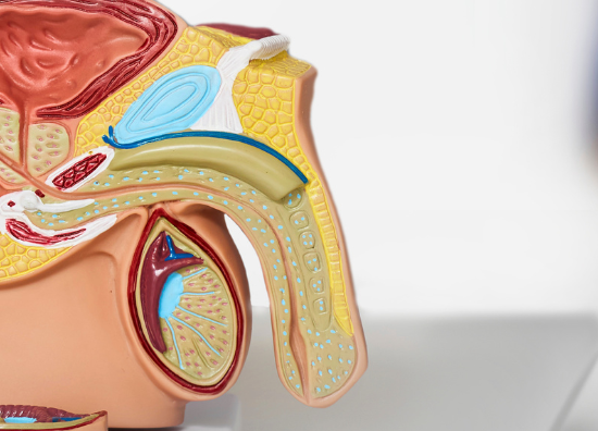 Sex after prostate surgery