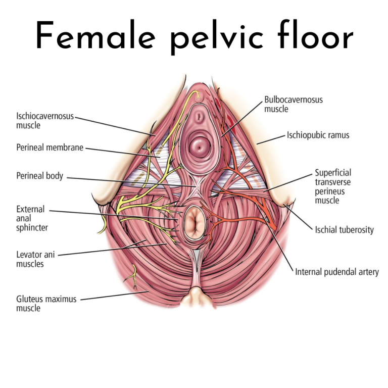 Female pelvic floor
