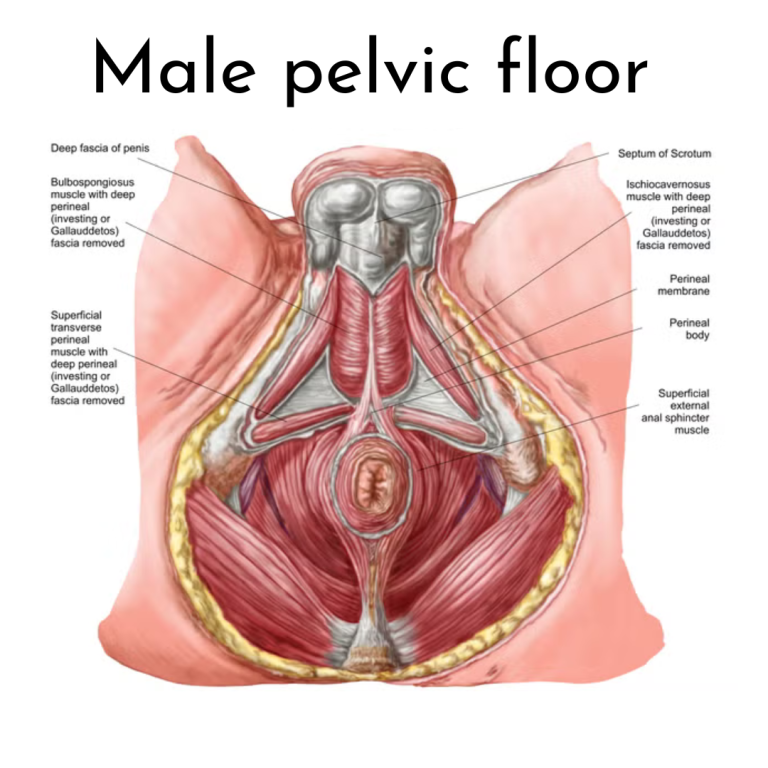 Male pelvic floor